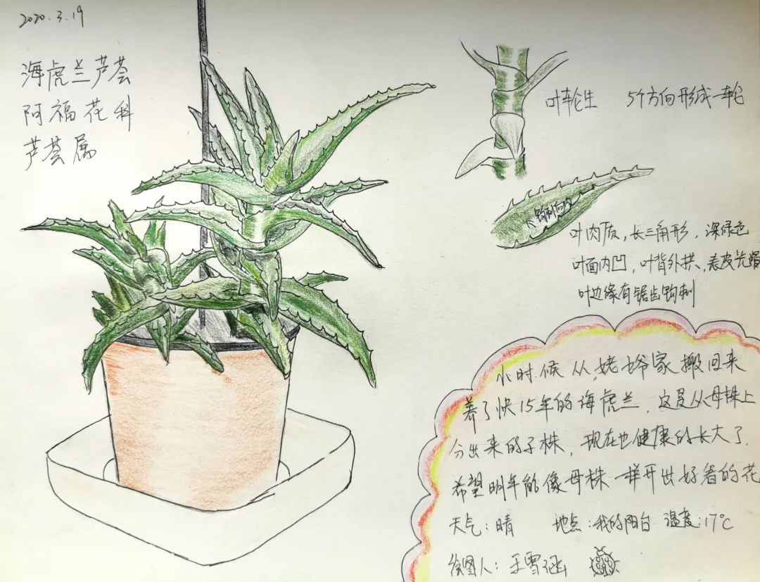 植物记录卡芦荟样子图片