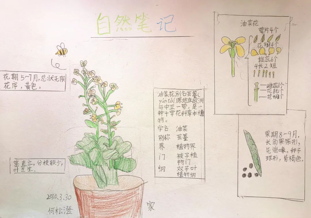 油菜花的植物记录卡片图片