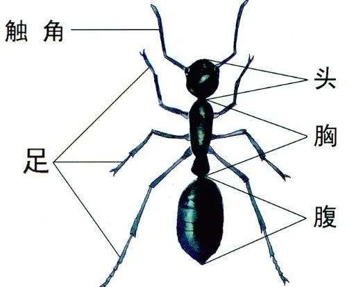 昆虫足的结构图图片