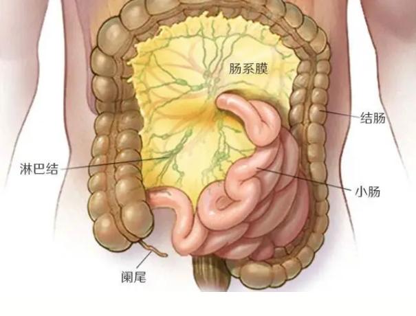 小肠的准确位置图解图片