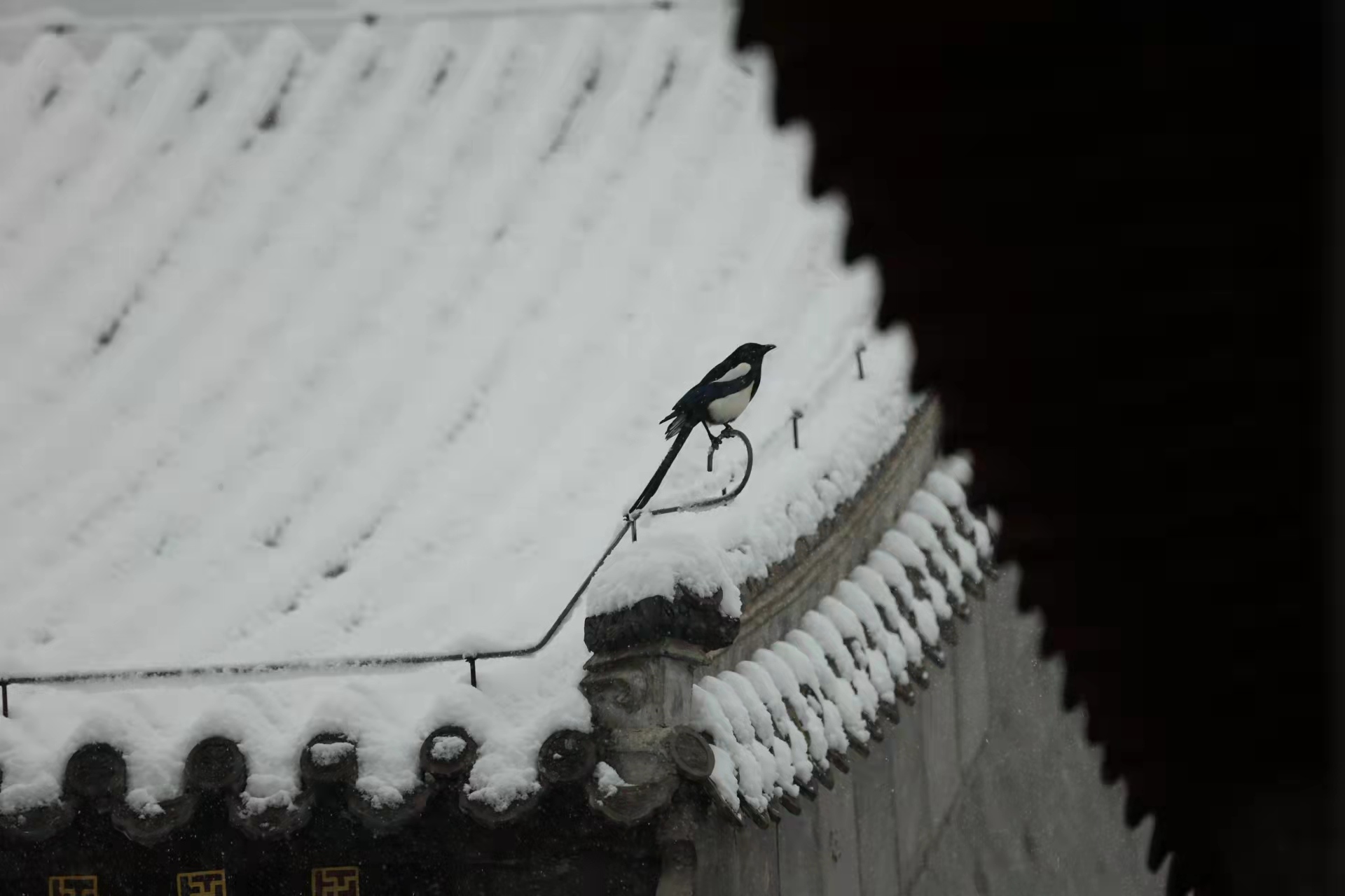 在初春的北京遇上鹅毛大雪_北京日报APP新闻