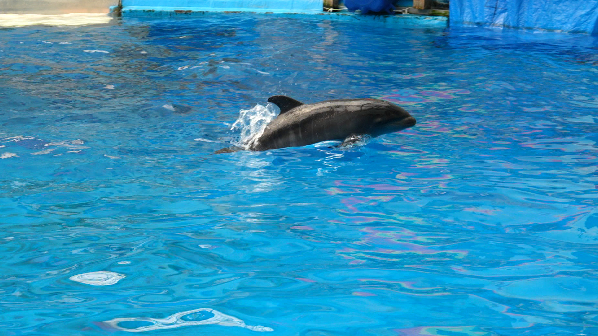 海洋馆的海豚表演高清图片下载-正版图片501038146-摄图网