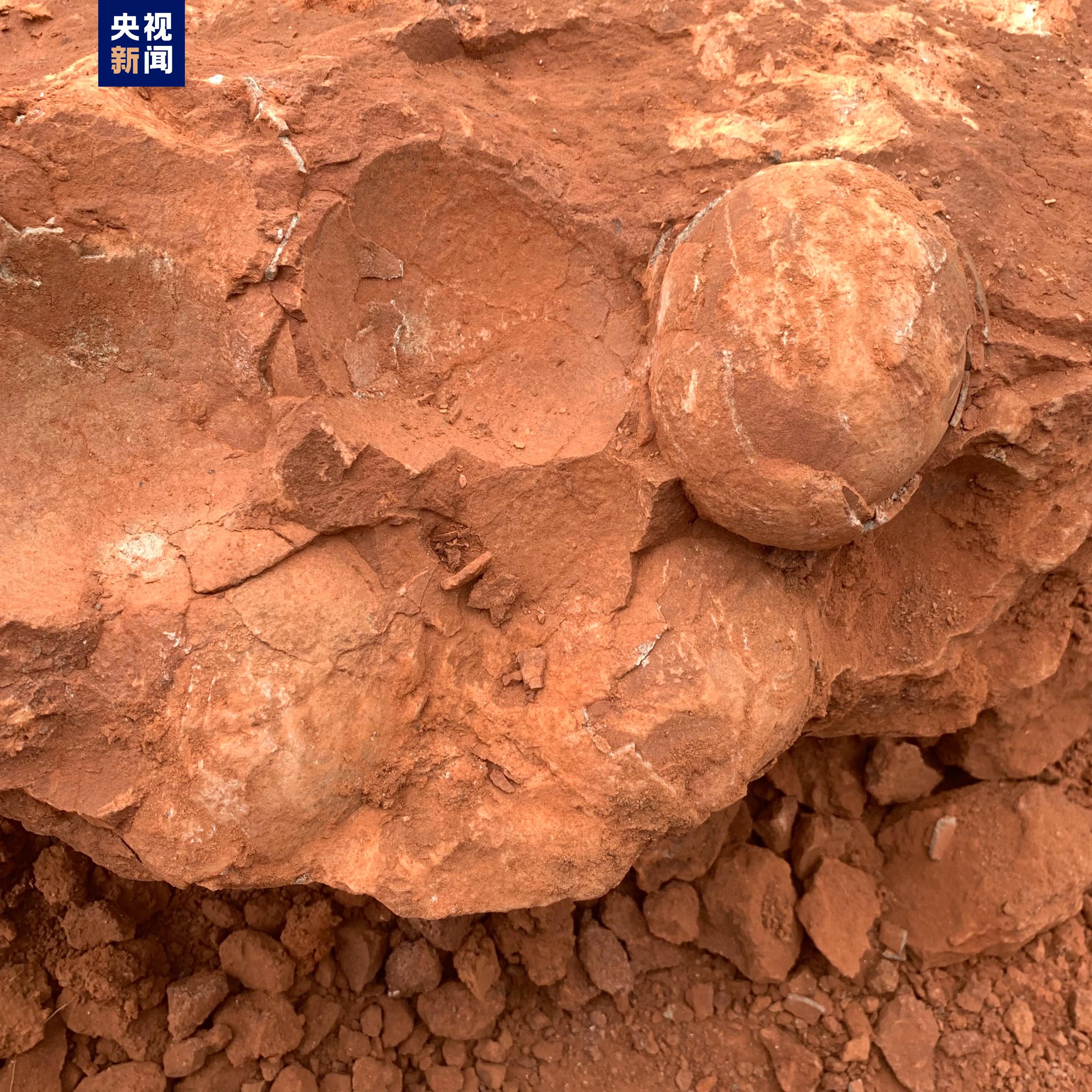 江西武宁发现恐龙蛋化石，距今约7000万年